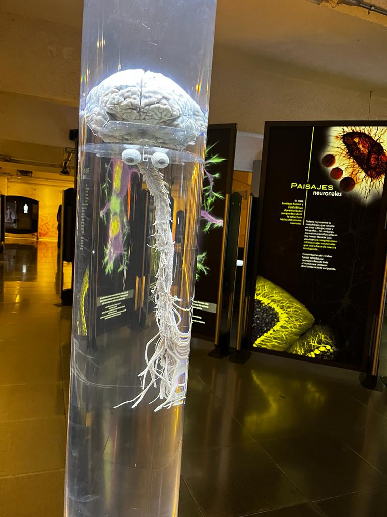 Cerebro. Museo Universum