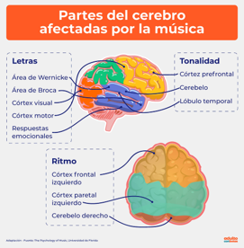 2. Partes del cerebro que se activan con la música 