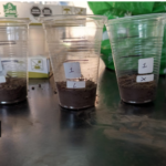 Fig. 4. Vasos llenos de humus