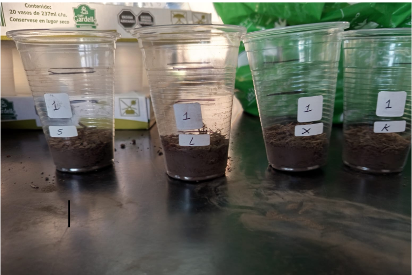 Fig. 4. Vasos llenos de humus