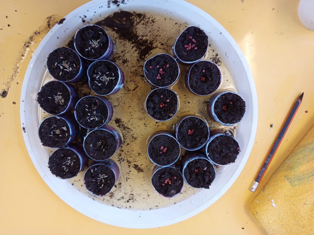 Fig. 9. Siembra de semillas