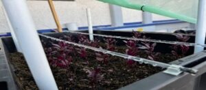 Plantas ornamentales