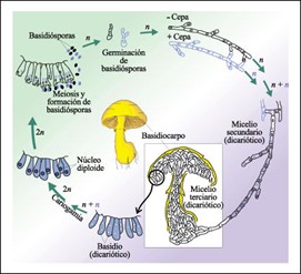 IMAGEN 2 CICLO DE VIDA DE UN HONGO