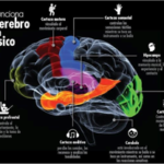 Figura 3. Fig. ilustrativa de las áreas del cerebro que se activan con la música.