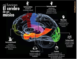 Figura 3. Fig. ilustrativa de las áreas del cerebro que se activan con la música.